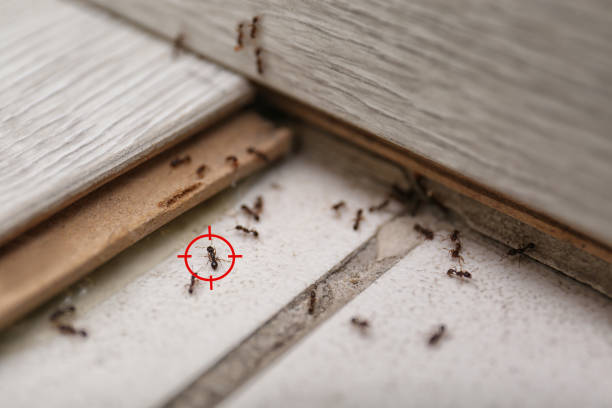 Best Termite Control Services  in North Palm Beach, FL